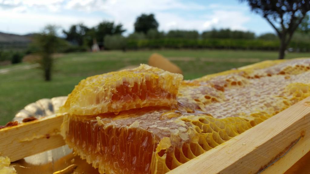 I Sicomori - Seme Di Carota - Glamping E Appartamenti Con Piscina A Сатурнія Екстер'єр фото